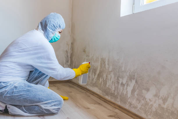 Licensed Basement Mold Removal service in Jarratt, VA - WQB Mold Removal